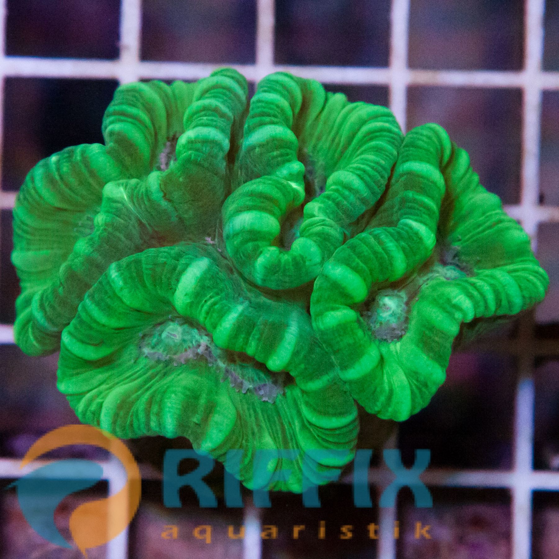 Caulastrea Curvata Ultra